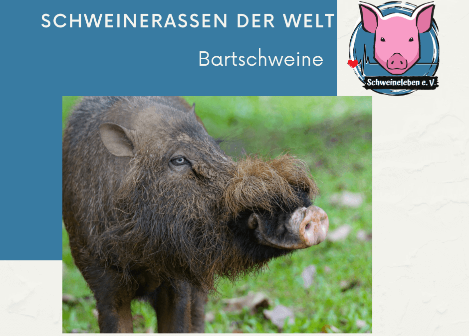 Schweinerassen der Welt – Bartschwein (Sus Barbatus)