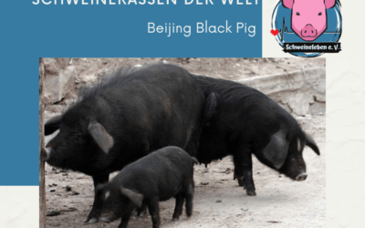 Schweinerassen der Welt – Beijing Black