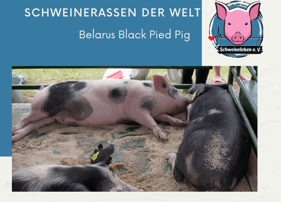 Belarus Black Pied Pig