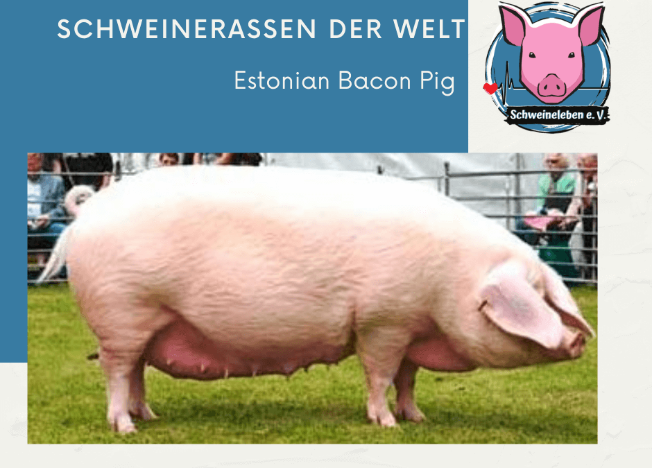 Schweinerassen der Welt – Estnisches Speckschwein (Estonian Bacon Pig)