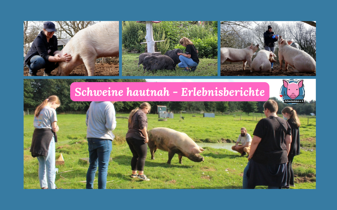 Schweine erleben –  Von der Sammelleidenschaft zum Schweinestreicheln