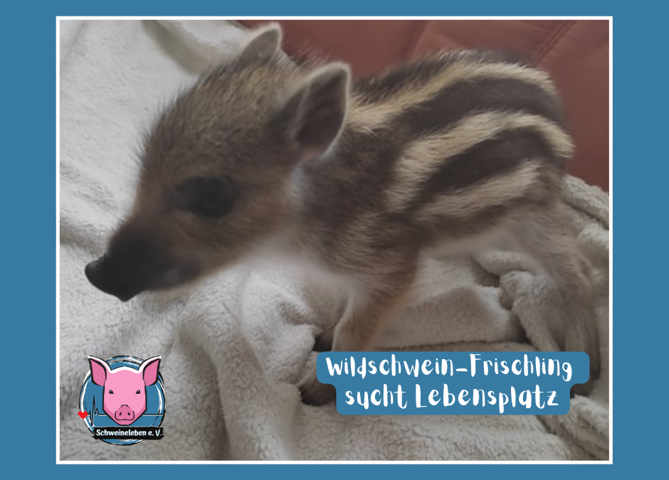 Wildschwein-Frischling