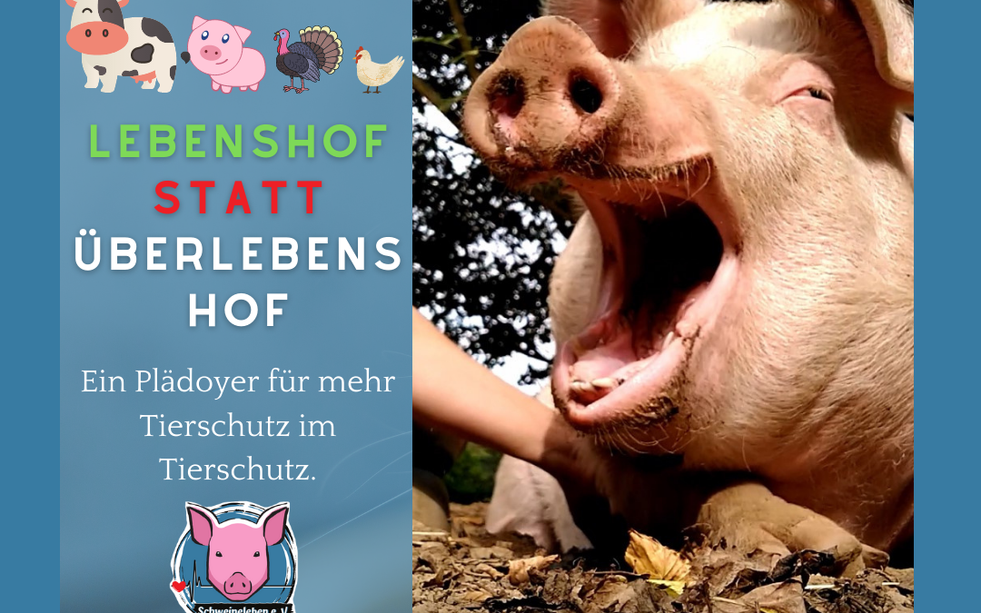 Lebenshof statt Überlebenshof – Das Schicksal der Schweine im Tierschutz