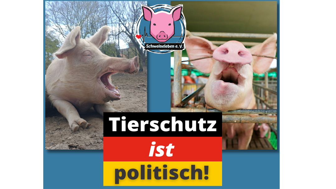 Tierschutz ist politisch! Gehe für die Tiere wählen!