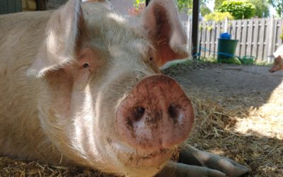 Schweineliebe statt Biofleisch