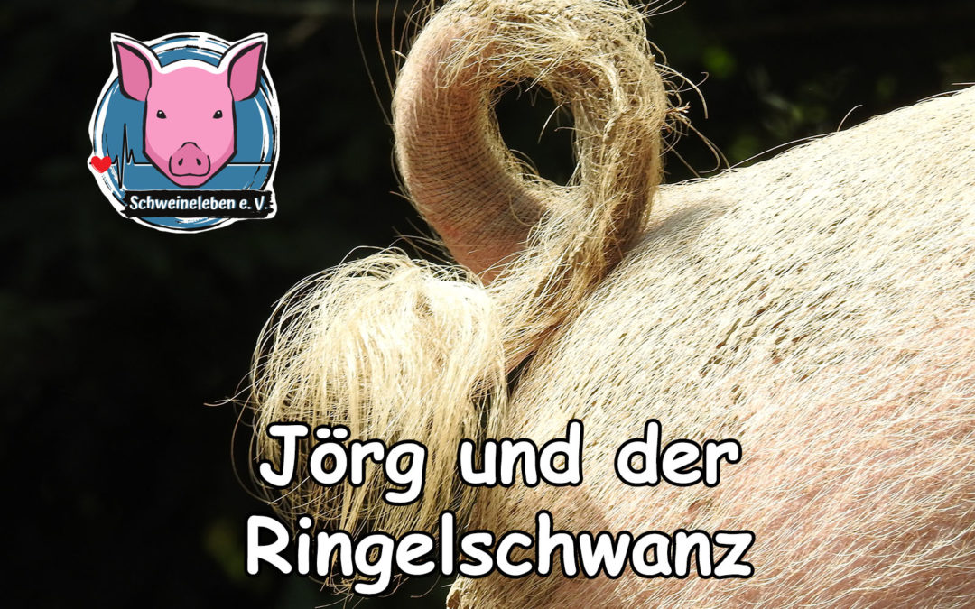 Der Ringelschwanz der Schweine