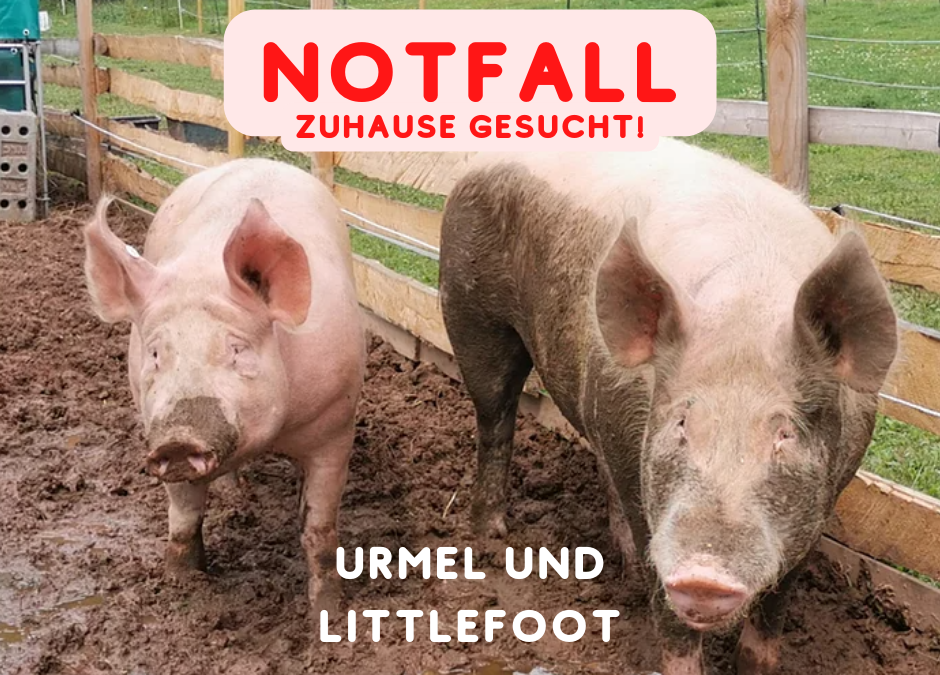 Großschweine suchen ein Zuhause