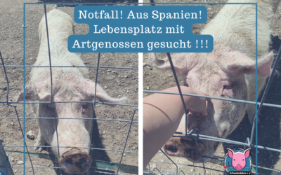 Vermittlungshilfe – Hausschwein aus Spanien – Sie entkam dem Schlachter