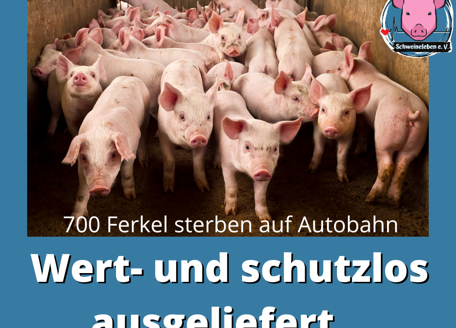 700 Ferkel tot – Täter wohlauf?
