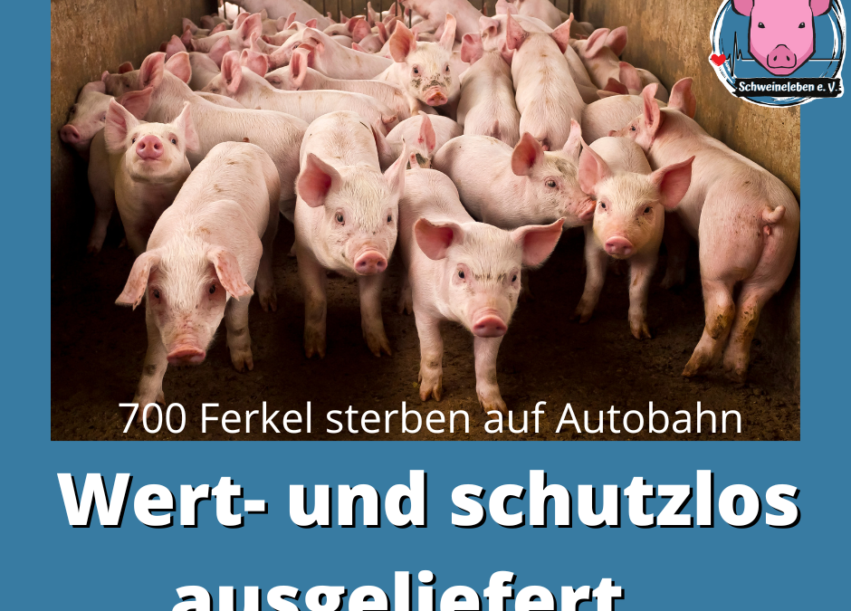 Ferkel - Wert- und schutzlos ausgeliefert bei Transporten!