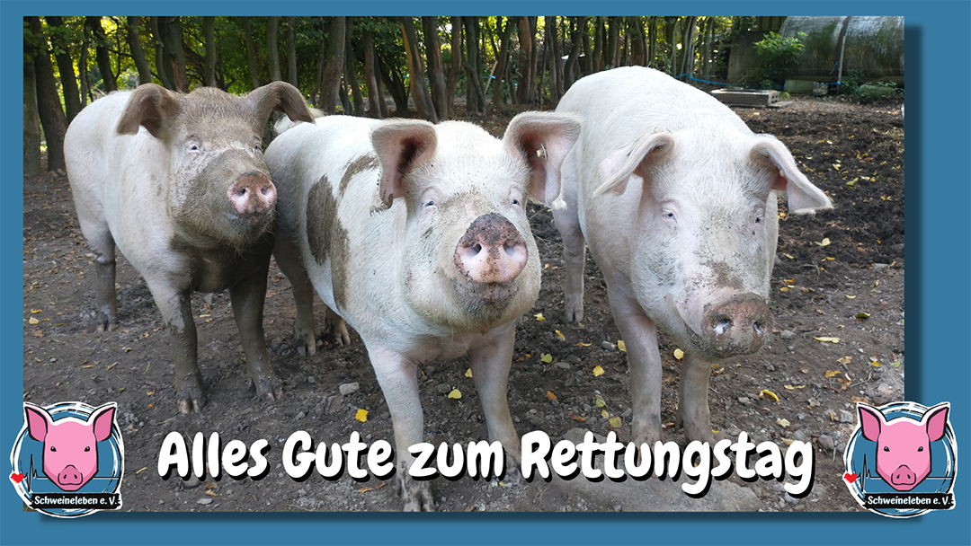 Drei Schweine werden gerettet