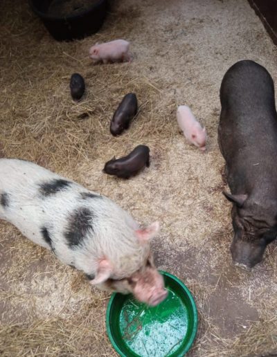 Minischweine mit Ferkel