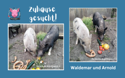 Vermittlungshilfe – Dringend !!! 2 Minischweine, männlich kastriert aus Berlin