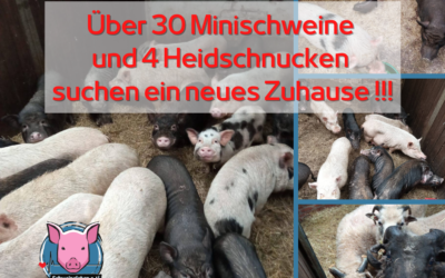 Vermittlungshilfe – Minischweine u. Heidschnucken in 26670 Uplengen / Niedersachsen suchen dringend ein neues Zuhause