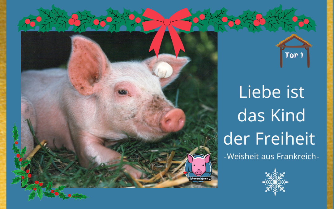 Adventskalender Schweineleben Tor 1