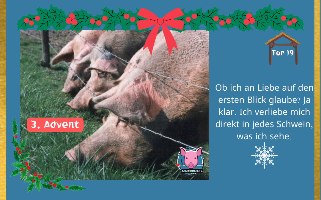 Schweineleben Adventskalender Tor 18