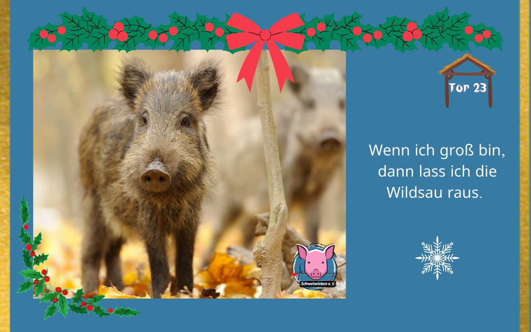 Schweineleben Adventskalender Tor 23