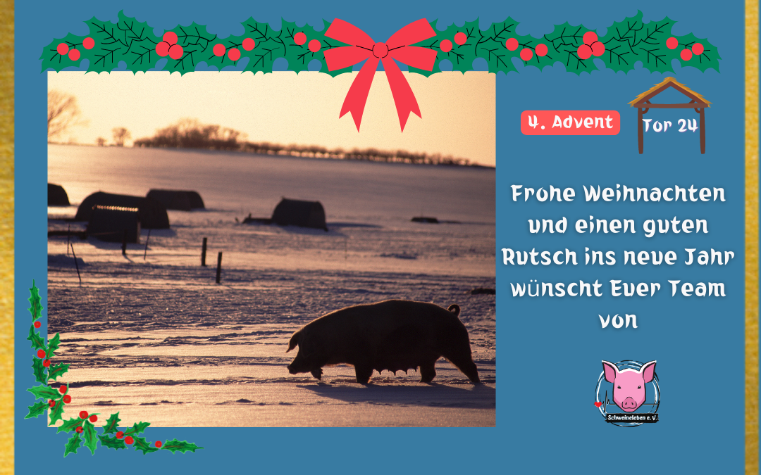 Adventskalender – Stalltor 24
