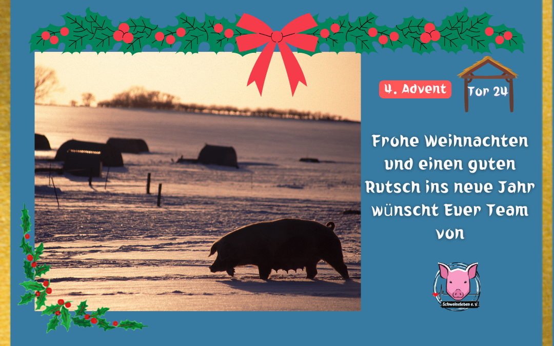 Schweineleben Adventskalender Tor 24