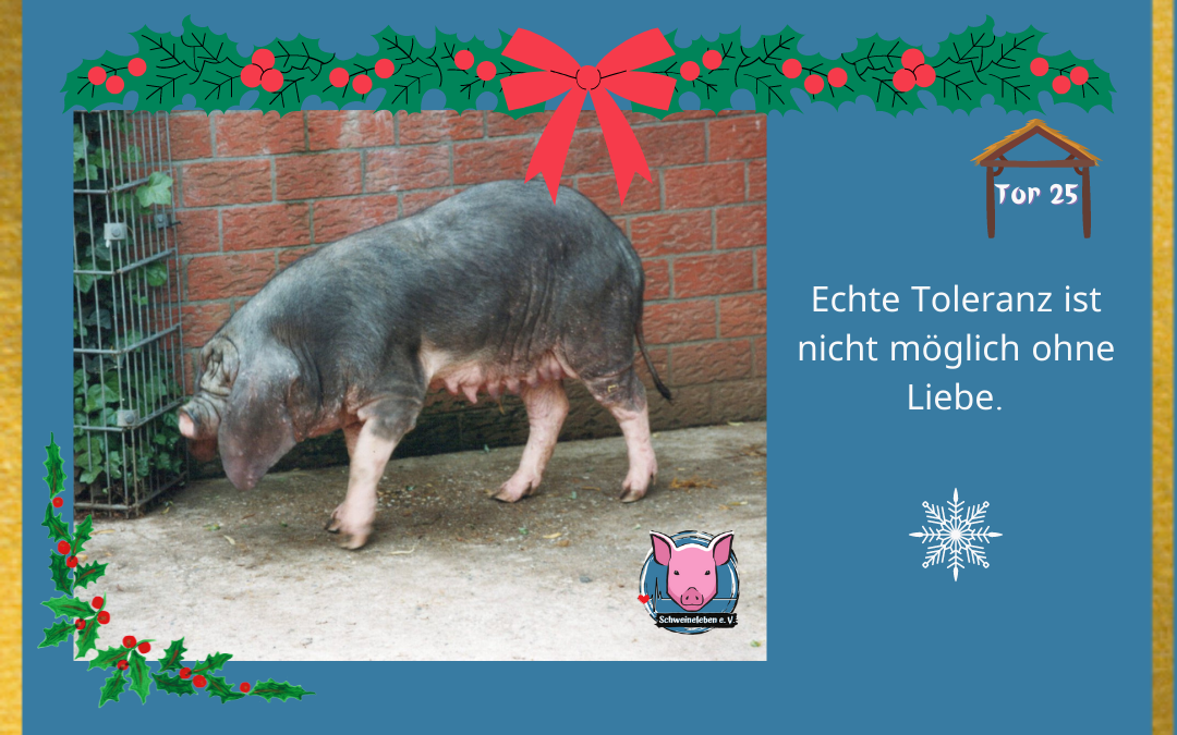 Schweineleben Adventskalender Tor 25