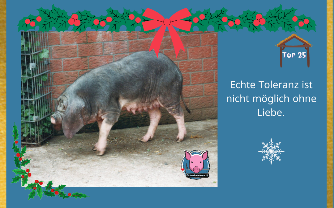 Adventskalender – Stalltor 25