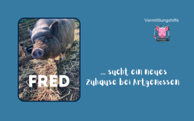 Vermittlungshilfe für Hängebauchschwein Fred aus dem Landkreis Cuxhaven