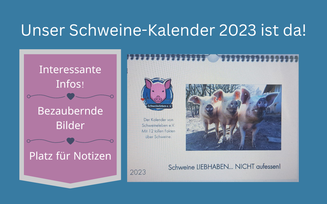 Schweineleben e. V. - Kalender 2023
