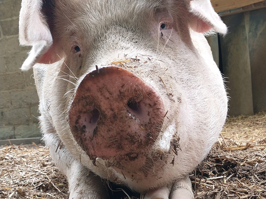 Unser Schwein Gandhi – fragwürdig bis rassistisch?