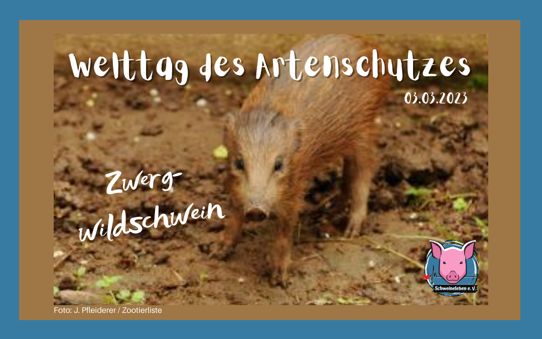 Welttag des Artenschutzes 2023 - Zwergwildschwein