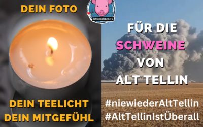 Nie wieder Alt Tellin – Ein Teelicht für die verbrannten Schweine