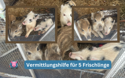 Vermittlungshilfe für Wildschweine aus 24211 Schellhorn