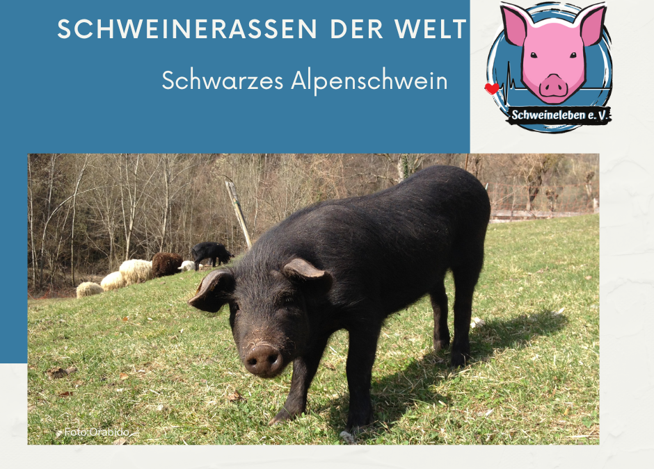 Schweinerassen Schwarzes Alpenschwein