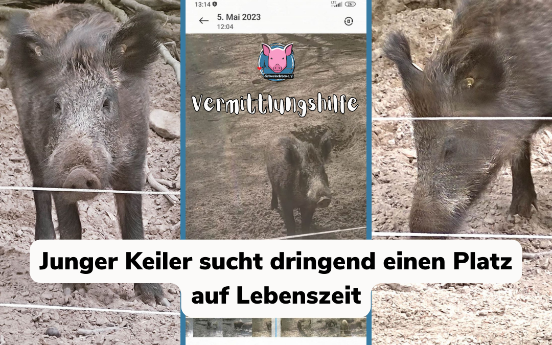 Vermittlungshilfe – Notfall Wildschwein Frodo / Saar-Lor-Lux / Rheinlandpfalz