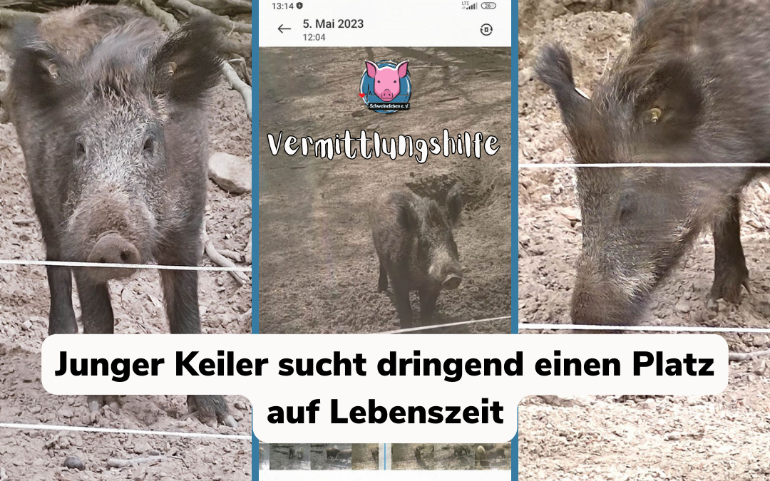 Vermittlungshilfe für Wildschweinkeiler