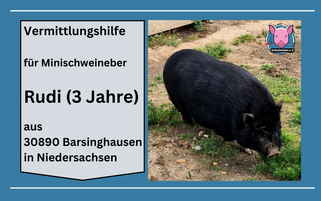 Vermittlungshilfe für Minischwein Rudi aus 30890 Barsinghausen / Niedersachsen