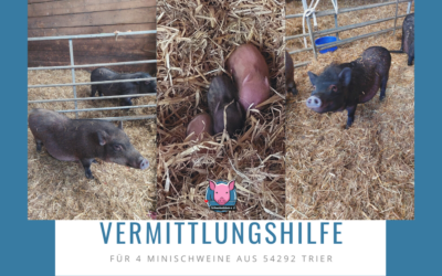 Vermittlungshilfe für Minischweine aus 54292 Trier / Rheinland-Pfalz