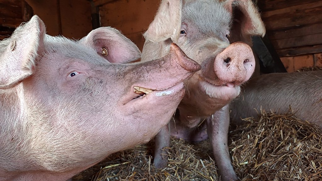 Zwei Schweine-Brüder