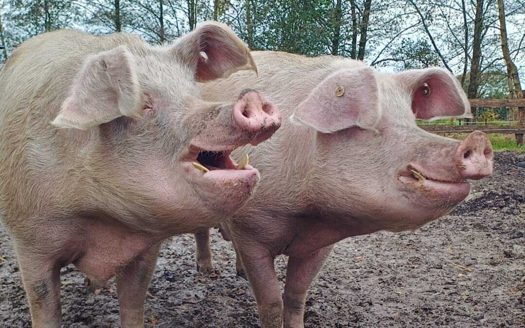 Unsere beiden Schweinemänner Loki und Gandhi