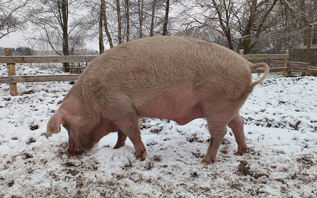 Unsere Schweine im Winter 2023