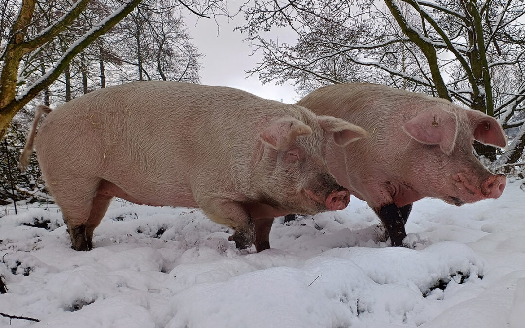 Schweine in Schnee und Eis…