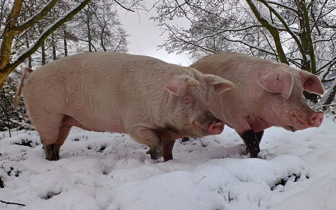 Freya und Loki im Schnee - Winter 2023