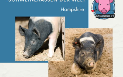 Schweinerassen der Welt – Hampshire