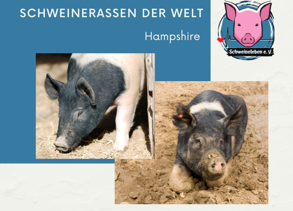 Schweinerassen der Welt - Hampshire