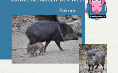 Schweinerassen der Welt – Pekaris