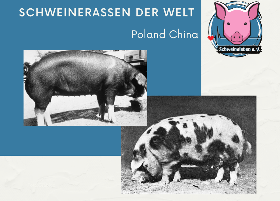 Schweinerassen der Welt - Poland China