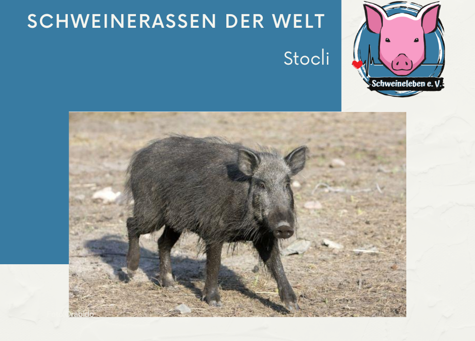 Schweinerassen der Welt - Stocli aus Albanien