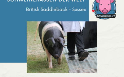 Schweinerassen der Welt – Sussex