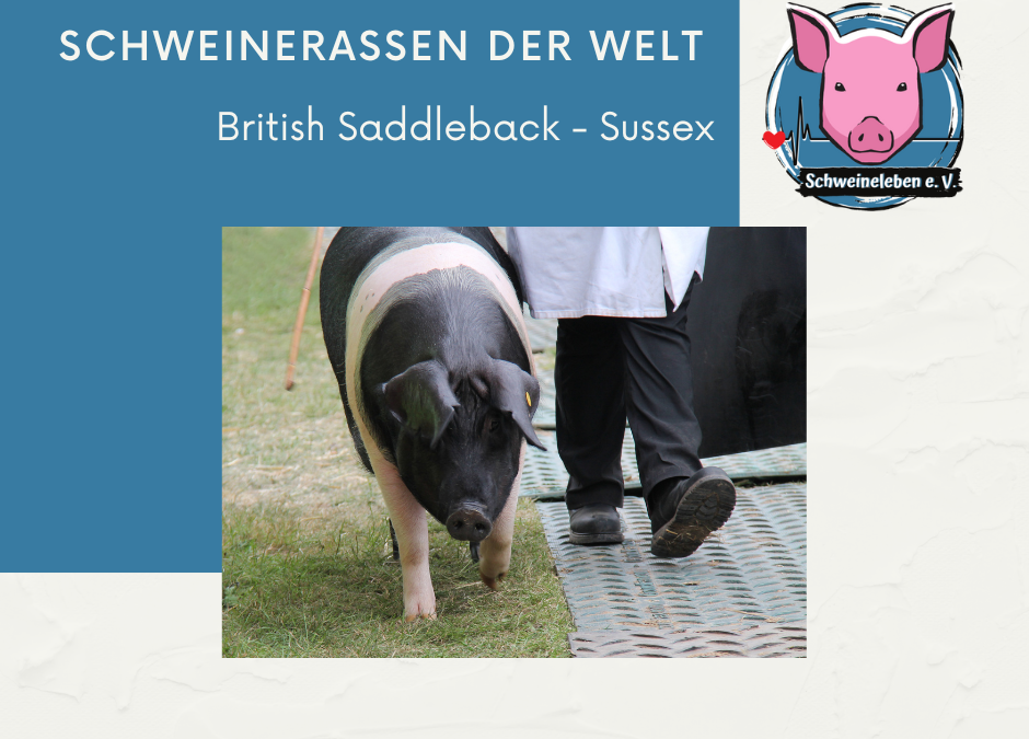 Schweinerassen der Welt - Sussex
