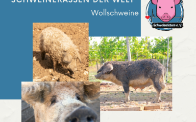 Schweinerassen der Welt – Wollschweine