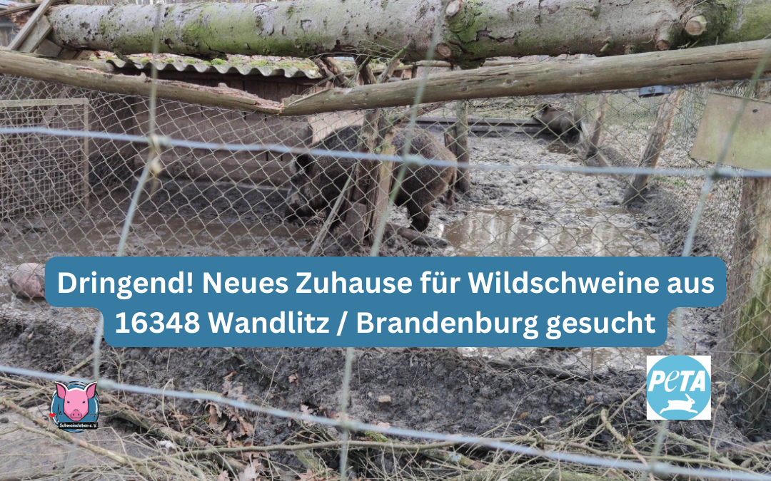 Vermittlungshilfe – Dringend! Wildschweine aus 16348 Wandlitz bei Brandenburg suchen neues Zuhause